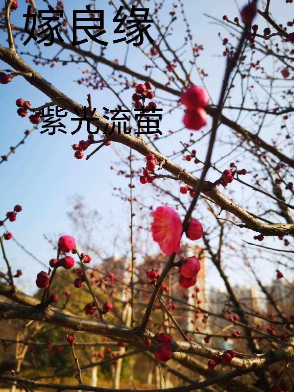嫁良缘 狗柱